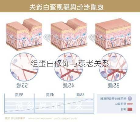 组蛋白修饰与衰老关系