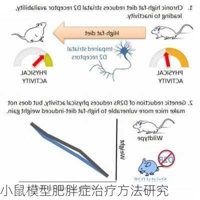 小鼠模型肥胖症治疗方法研究