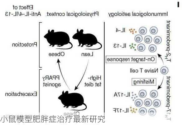 小鼠模型肥胖症治疗最新研究