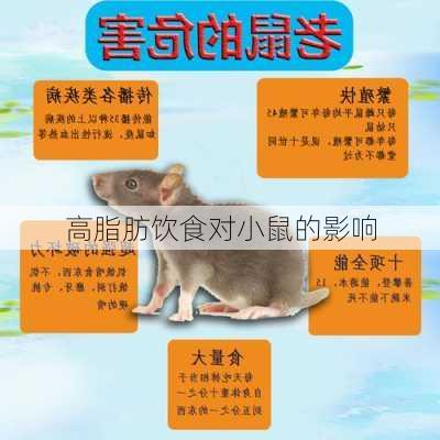 高脂肪饮食对小鼠的影响