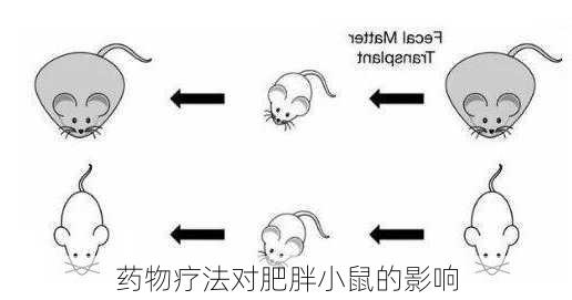药物疗法对肥胖小鼠的影响