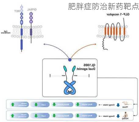 肥胖症防治新药靶点