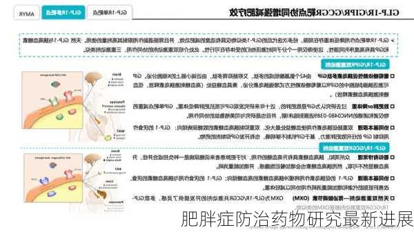 肥胖症防治药物研究最新进展