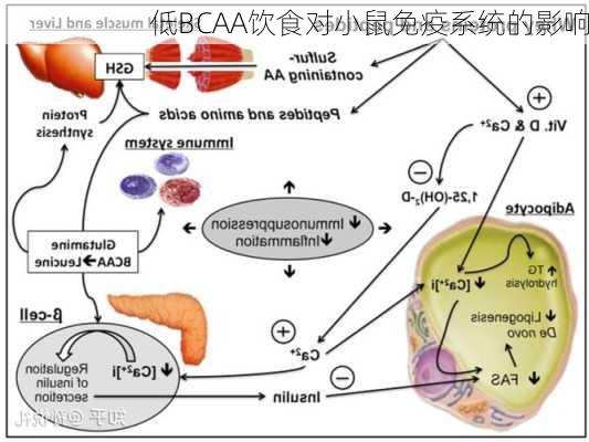 低BCAA饮食对小鼠免疫系统的影响