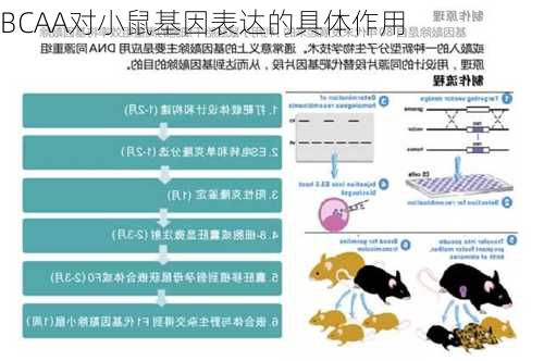 BCAA对小鼠基因表达的具体作用
