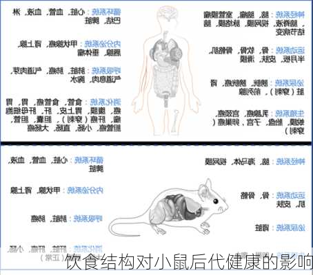 饮食结构对小鼠后代健康的影响