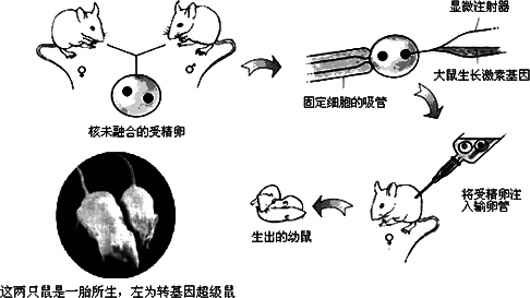 小鼠BCAA代谢相关因素