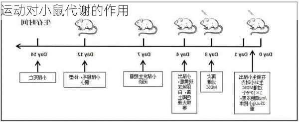运动对小鼠代谢的作用