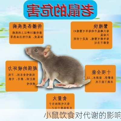 小鼠饮食对代谢的影响