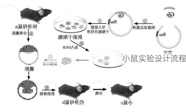 小鼠实验设计流程