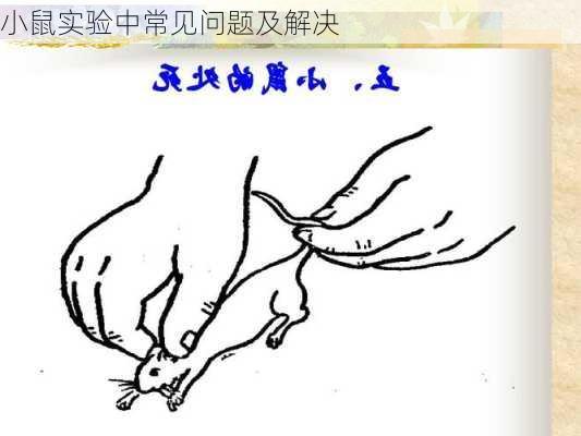 小鼠实验中常见问题及解决
