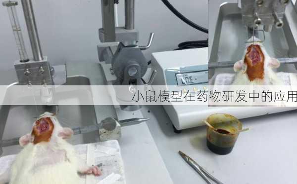小鼠模型在药物研发中的应用