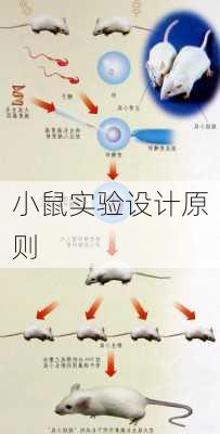 小鼠实验设计原则