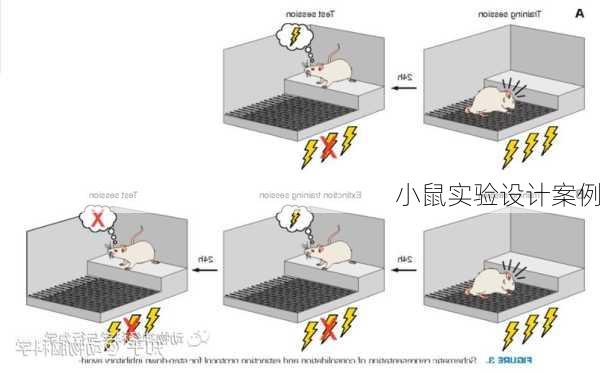 小鼠实验设计案例