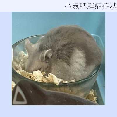 小鼠肥胖症症状