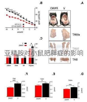 亚精胺对小鼠肥胖症的影响