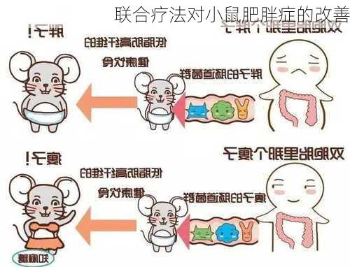 联合疗法对小鼠肥胖症的改善
