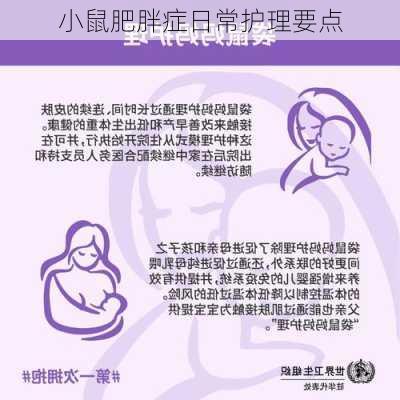 小鼠肥胖症日常护理要点