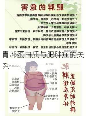 胃部蛋白质与肥胖症的关系