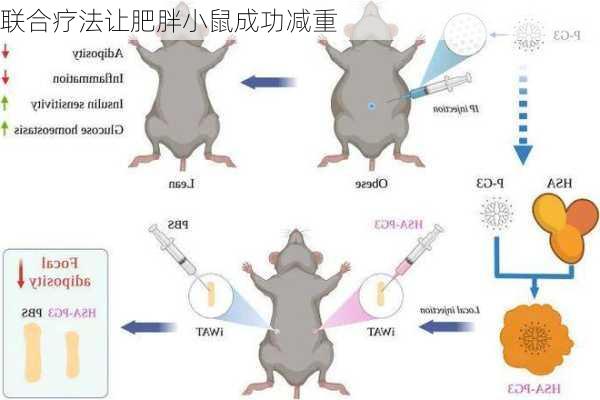 联合疗法让肥胖小鼠成功减重