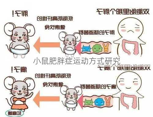 小鼠肥胖症运动方式研究
