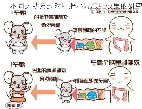不同运动方式对肥胖小鼠减肥效果的研究