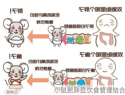 小鼠肥胖症饮食管理结合