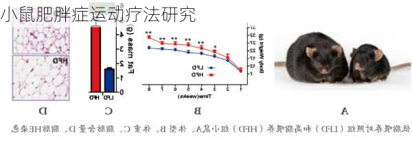 小鼠肥胖症运动疗法研究