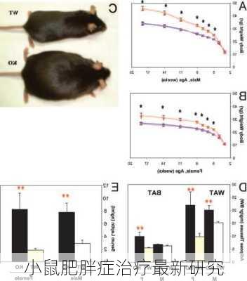 小鼠肥胖症治疗最新研究