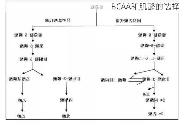 BCAA和肌酸的选择