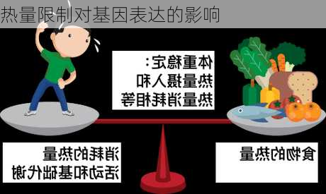 热量限制对基因表达的影响