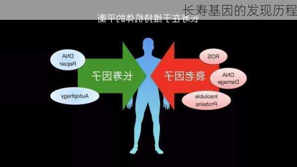长寿基因的发现历程