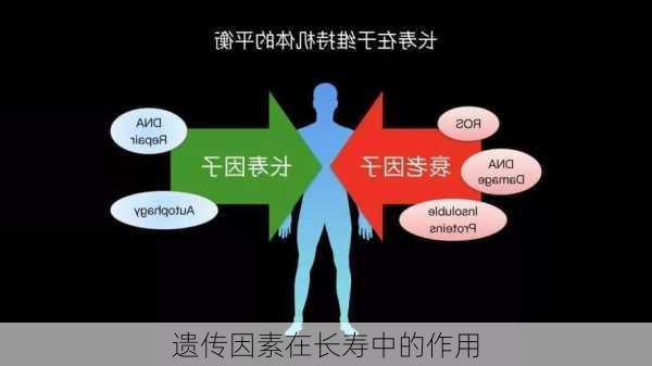 遗传因素在长寿中的作用