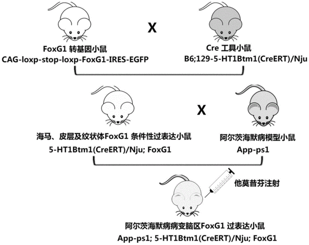 小鼠肥胖基因的功能研究