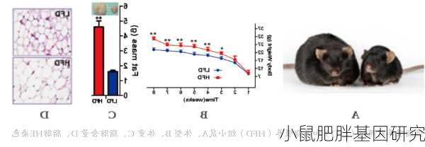 小鼠肥胖基因研究