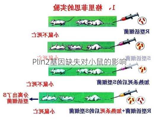 Plin2基因缺失对小鼠的影响