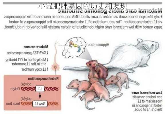 小鼠肥胖基因的历史和发现