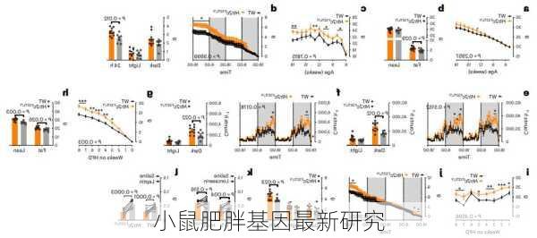 小鼠肥胖基因最新研究