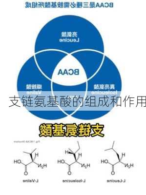 支链氨基酸的组成和作用
