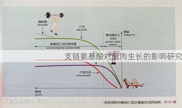 支链氨基酸对肌肉生长的影响研究