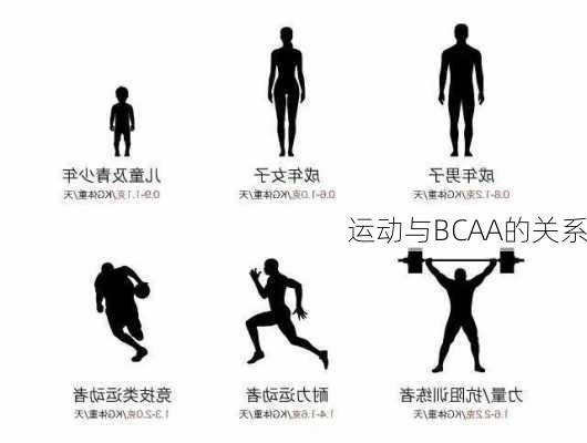 运动与BCAA的关系