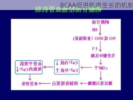 BCAA促进肌肉生长的机制