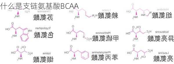什么是支链氨基酸BCAA