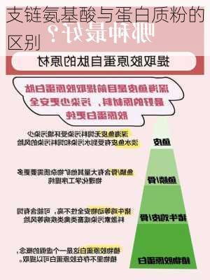 支链氨基酸与蛋白质粉的区别