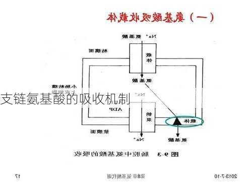 支链氨基酸的吸收机制