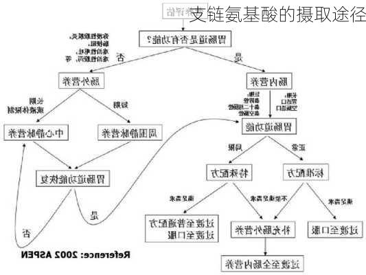 支链氨基酸的摄取途径