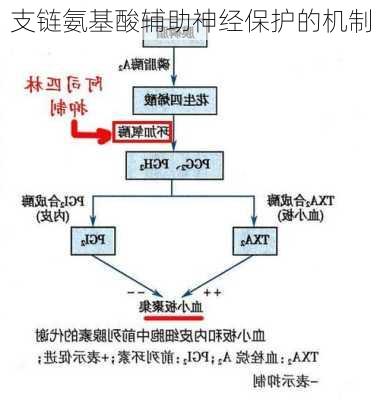 支链氨基酸辅助神经保护的机制