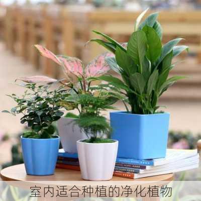 室内适合种植的净化植物