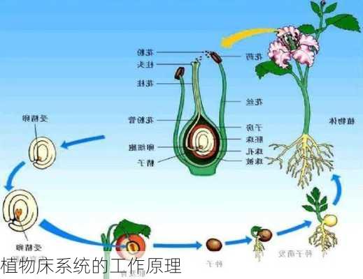 植物床系统的工作原理