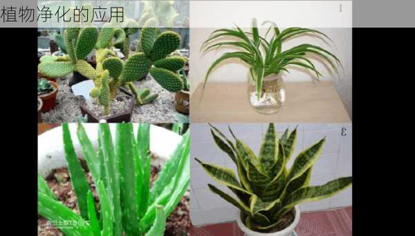 植物净化的应用